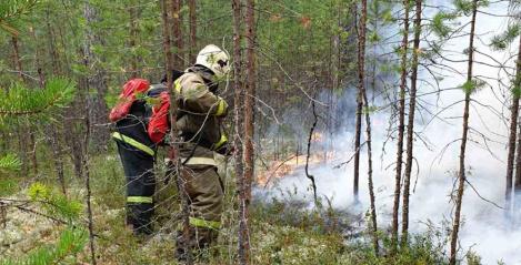 В Ханты-Мансийске не зафиксировано лесных пожаров