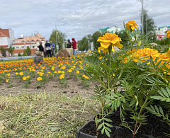 300 тысяч цветов украсят окружную столицу летом