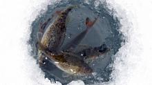 В Ханты-Мансийске пройдет акция «Помоги рыбе»
