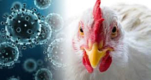 ПАМЯТКА по гриппу птиц руководителям промышленных птицеводческих предприятий