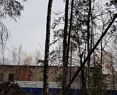 В столице Югры планируется вырубка сухостойных и поврежденных деревьев